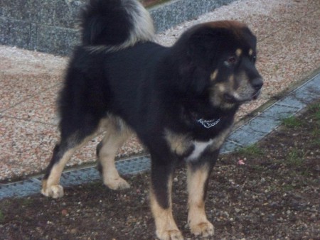 REA  Henriet´s garden,(ARISSA x VIJAY)